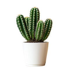 Potted Cactus plant isolated on white background