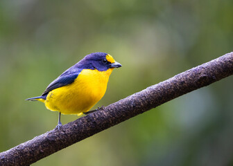 Colourful Violaceous Euphonia (Euphonia violacea) in the Atlantic Rainforest of Brazil