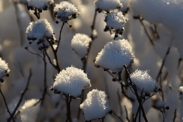 These are bush branches in nature in sunny winter day. It looks like there are 
