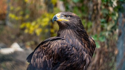 Portrait of a beautiful steppe eagle. Aquila nipalensis.
