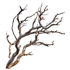 Dead dry tree branch isolated on white with clipping path