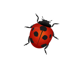 Cute ladybug. Vector illustration . Ladybug isolated on white background