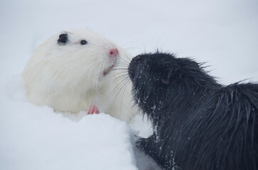 The white and black nutria sort things out in winter.