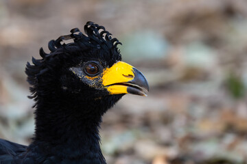 Portrait of a female Bare-faced Curassow (Crax fasciolata) roaming the bushland in the Pantanal of Brazil