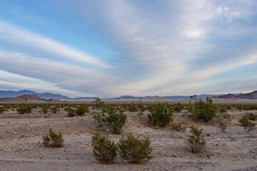 Larrea tridentata. Death Valley Rd, San Bernardino County, California. Mojave Desert / Basin and Range Province.