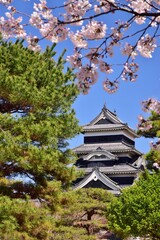 国宝 松本城 春の風景