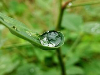 hdr, waterdrop on the green leaves 