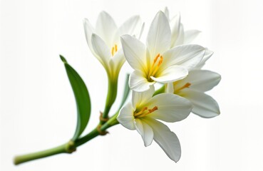 Blooming tuberose flowers isolated on white background. White petals with yellow centers. Nature image. Perfect for greeting cards, floral design, home decor. Elegant, pure. Botanical illustration.