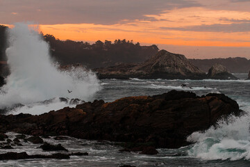 Point Lobos Weston Beach crashing waves with seagull in the mist