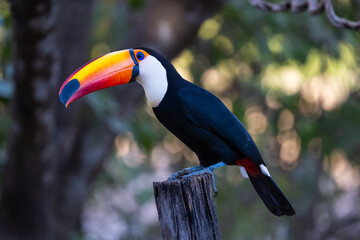 Colourful Toco Toucan (Ramphastos toco) waiting for food opportunity in the Pantanal wetlands of Brazil