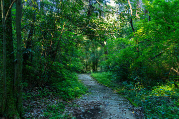 Obraz premium 森に続く静かな小道