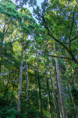 Obraz premium 天空に伸びる森の木々