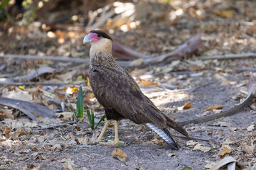 Southern Crested Caracara waiting at a wetland for some prey, in the Pantanal wetlands of Brazil