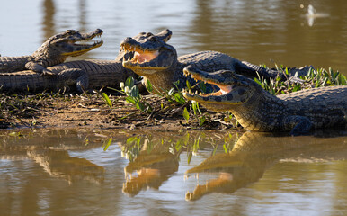 Wild caimans with reflections waiting for prey overlooking the Pantanal river of Brazil