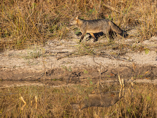 Cute Crab Eating Fox with reflection in the water roaming around in the Pantanal wetlands of Brazil