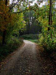 Naklejka premium Picturesque forest country road without people in the middle of autumn