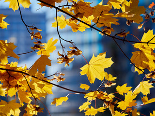 Yellow autumn maple leaves illuminated by the sun. Autumn mood