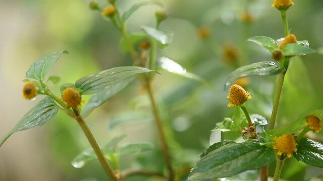Acmella oleracea or Toothache plant branch flowers and green leaves on natural background.