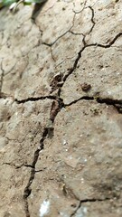 Close-up of cracked dried up soil .The texture of the dry and dehydrated soil with cracks close-up. The ground cracks, hot climate, lack of moisture.