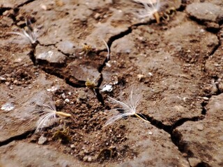 Close-up of cracked dried up soil .The texture of the dry and dehydrated soil with cracks close-up. The ground cracks, hot climate, lack of moisture.