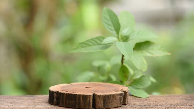 Mock up wood on peristrophe bivalvis tree background.