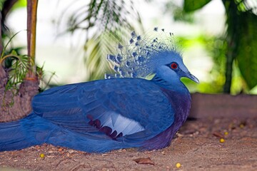 Victoria crowned pigeon resting in a lush tropical forest habitat