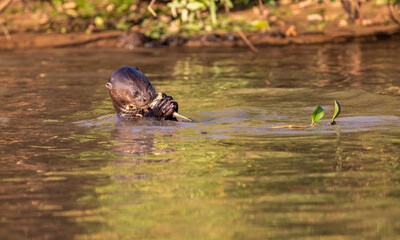 Giant Otter with reflection eating a fish and swimming  in the Pantanal river of Brazil