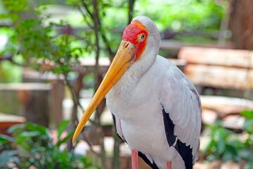 Yellow-billed Stork with vibrant red head and yellow beak in natural tropical environment