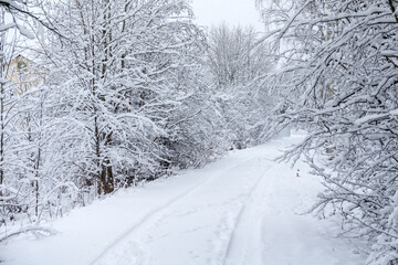 Obraz premium landscape with trees under snow after snowfall