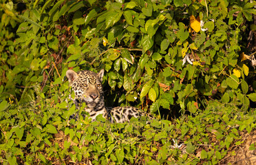 Jaguar resting at the river in the Pantanal wetlands in Brazil