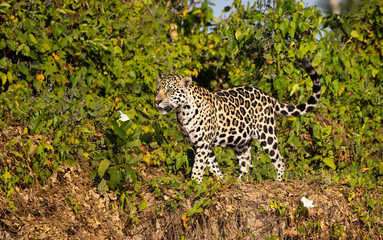 Jaguar observing the river bank hunting for hidden Caiman in the Pantanal wetlands in Brazil