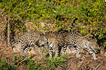 Jaguar mother with two young ones meeting on the river bank hunting for hidden Caiman in the Pantanal wetlands in Brazil