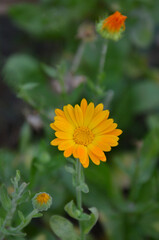  Closeup flowering pot marigold or calendula plant with stem and bud before blooming. Planting flowers for health, growing medical herbs concept.Free copy space 