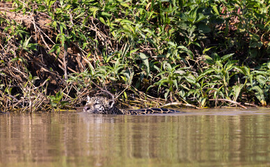 Jaguar with reflection swimming in the water hunting for hidden Caiman in the Pantanal wetlands in Brazil