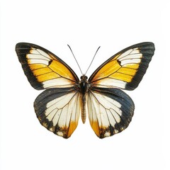 Fototapeta premium A vibrant butterfly with striking orange and white wings, showcasing intricate patterns and delicate features.