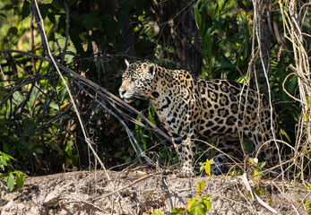 Jaguar observing the wetland hunting for hidden Caiman in the Pantanal wetlands in Brazil