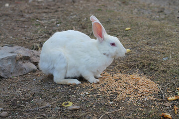 a rabbit is sitting on the ground in a field