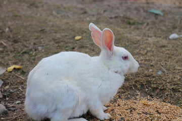 side view of a cute rabbit bunny