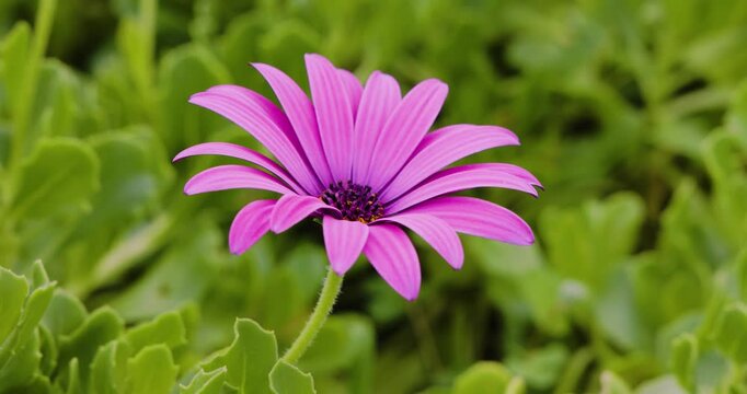 Close-up of the flower of a Cape Marguerite (Dimorphotheca ecklonis), isle of Flores Portugal