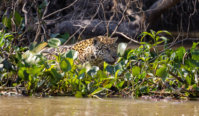 Jaguar observing the wetland hunting for hidden Caiman in the Pantanal wetlands in Brazil