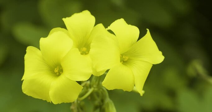 Close up of flowering Bermuda buttercup (Oxalis pes-caprae), isle of Sao Miguel Portugal