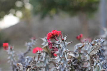 Euphorbia Milii flowers background thorny branches in a park
