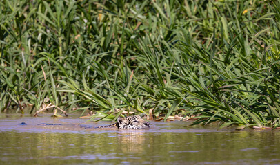 Jaguar with reflection swimming in the water hunting for hidden Caiman in the Pantanal wetlands in...