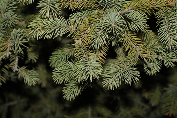 close up of pine needles