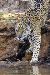 Jaguar with reflection entering the water hunting for hidden Caiman in the Pantanal wetlands in Brazil