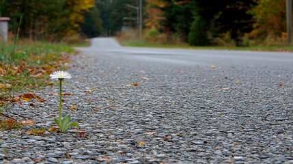 Fototapeta premium Resilient Flower Growing Through Cracked Asphalt Roadside