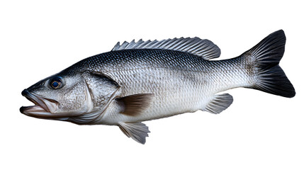 Obraz premium seabass