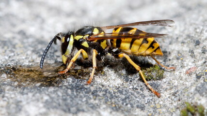 wasp on the ground