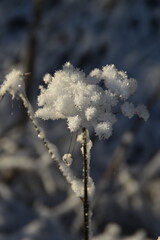 This plant in nature is covered with snow in sunny winter day.