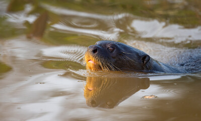 Fototapeta premium Giant Otter with reflection swimming in the Pantanal river of Brazil